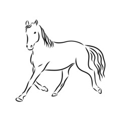Beautiful horse running, sketch vector 