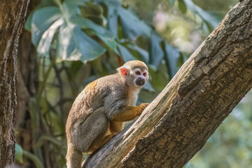 Common squirrel monkey, Saimiri sciureus, a species of squirrel monkey from Guiana, Venezuela and Brazil. Animals in natur reserve