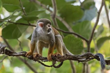 Common squirrel monkey, Saimiri sciureus, a species of squirrel monkey from Guiana, Venezuela and Brazil between green leaves
