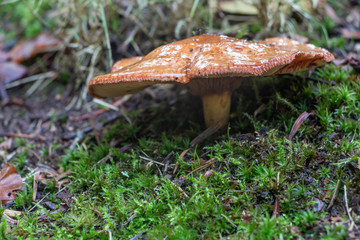 Rufous milkcap mushroom in moss