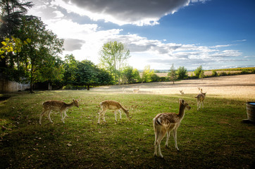Some young fallow deer in a meadow