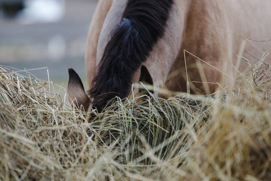 portrait of horse eating hay from feeder in horse paddock in autumn in daytime