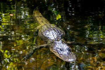 Everglades Alligator