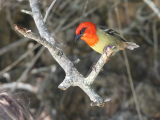 colorful bird on a branch