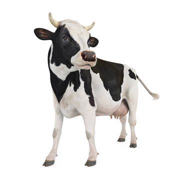 Cow Isolated