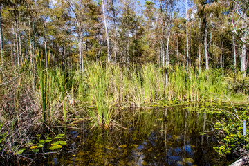 Obraz premium Everglades