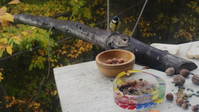 Great Tit (Parus major) gathering seeds for winter shoot from window glass - (4K)