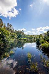 Fototapeta na wymiar Everglades Natur