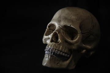 human anatomical skull, on black background
