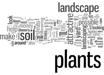 How to make your landscape look good