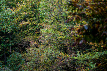 Wald Mehlbach