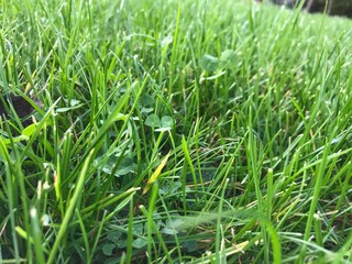 green grass with water drops
