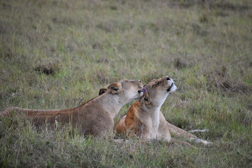 Lioness Love