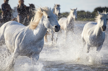 Wild white horses are running in the water .Sunset in Camargue , France 