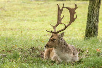 Naklejka na ściany i meble fallow dee stag resting in green field