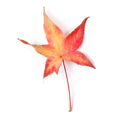 Autumn maple leaves on white background .  Autumn motive