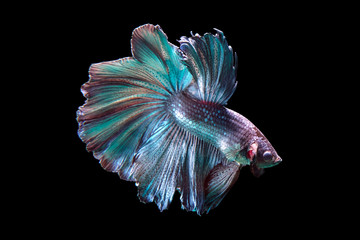 Betta Fish