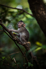 Obraz premium Affe auf Bali