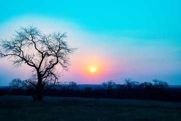 Fototapeta na wymiar Sunset in African Bush Country