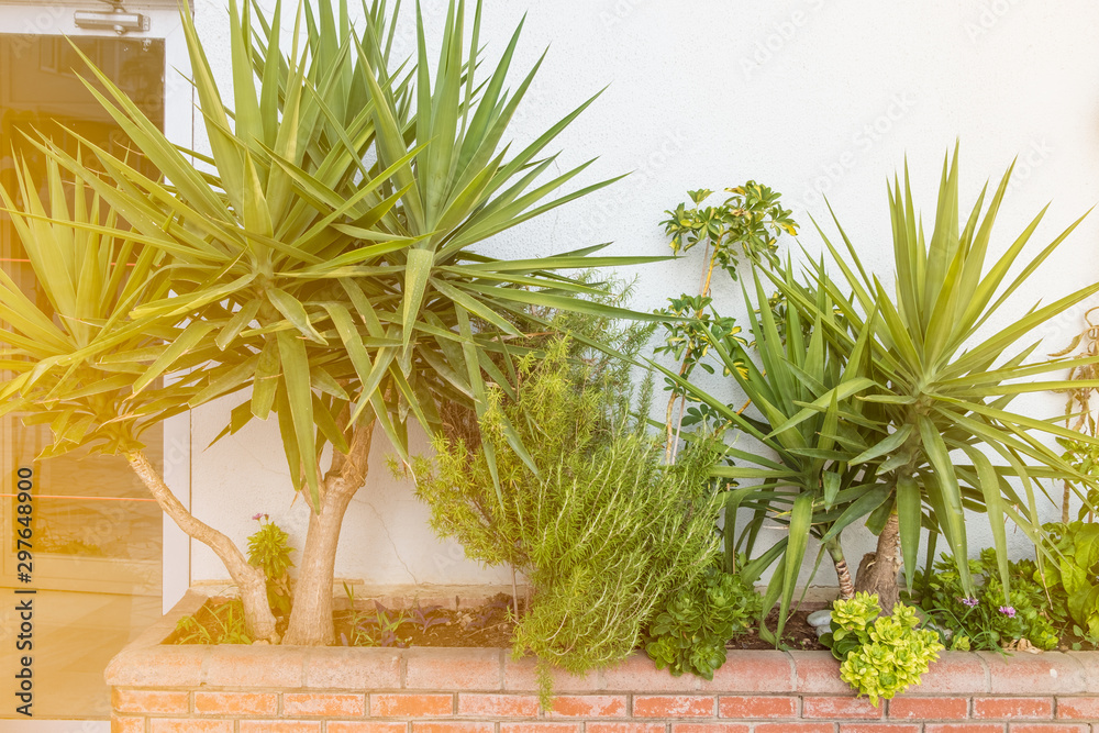 Wall mural tropical palm trees and succulents in a flower pot next to decorate the white wall of the house