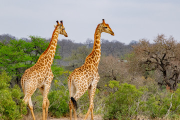 A Pair of Giraffes in the African Bush Country