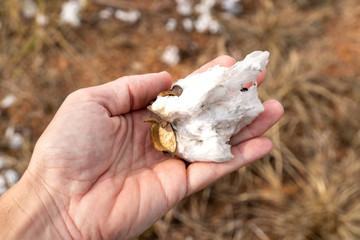 Close up of man hand holding cotton plant in field plantation at harvest in Mato Grosso farm, Brazil. Concept of production, agriculture, sustainability, economy, environment, export and trade.