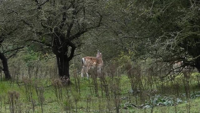 wild Fallow deer in open forest in the Netherlands