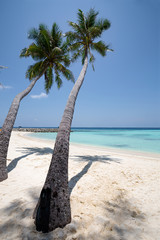 Bikini beach at Maafushi Island with white sand and coconut palm trees