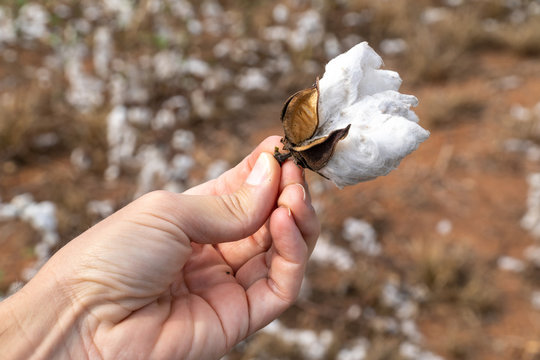 Close up of man hand holding cotton plant in field plantation at harvest in Mato Grosso farm, Brazil. Concept of production, agriculture, sustainability, economy, environment, export and trade.