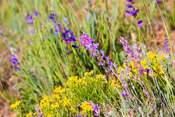 Rocky Mountain Wildflowers