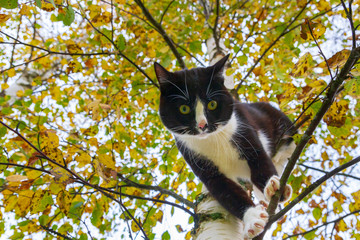 Black and white cat sitting on a birch tree in autumn