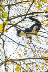 Black and white cat sitting on a birch tree in autumn