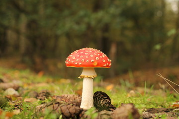 a little red fly agaric mushroom and a pine cone closeup in the forest in autumn and a green background