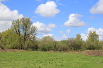 the edge of a forest with a green grassland in front and a blue sky with white clouds in the background in springtime in holland