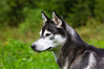 Portrait eines schönen Husky