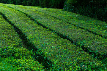 Tea plantation, interesting wavy pattern of lines of the green plants. Cha Goreana tea plantation in Sao Miguel island, Potugal. The tea in Europe. Nature Agricultural Farming Organic Field with Fresh