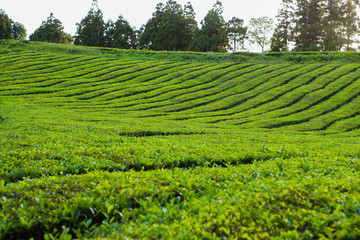 Tea plantation, interesting wavy pattern of lines of the green plants. Cha Goreana tea plantation in Sao Miguel island, Potugal. The tea in Europe. Nature Agricultural Farming Organic Field with Fresh