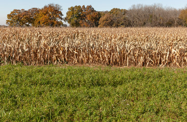 Alfalfa field in the foreground, dry corn in the middle and autumn trees in the background.