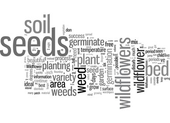 How to Grow Wildflowers