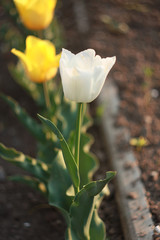 Yellow and white tulips (Tulipa)
