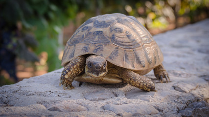 Schildkr&ouml;te auf einer Steinmauer