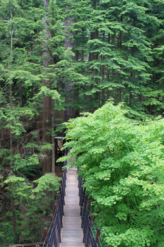 Capilano river suspension bridge park, Canada