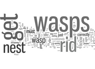 How To Get Rid Of Wasps