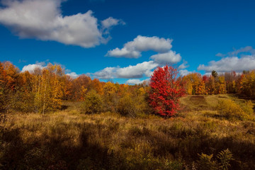 Fototapeta premium autumn landscape with red trees and blue sky