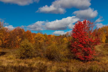 colourful autumn meadow with blue sky