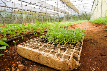 young plants in greenhouse