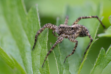 WOLFSPIDER MACRO