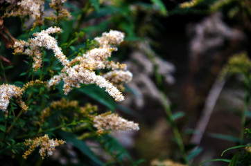 Canadian goldenrod, autumn, season concept