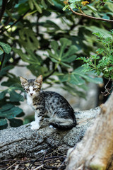 Naklejka na ściany i meble Small cat, sitting, blurry background