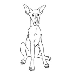 Hand drawn dog illustration, lineart